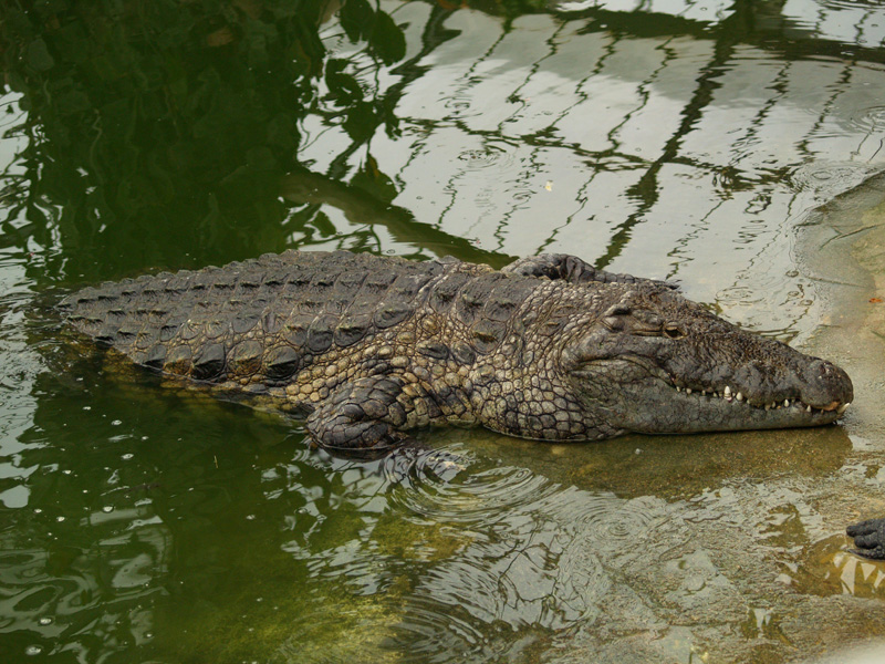 La ferme aux crocodiles - Big crocodile