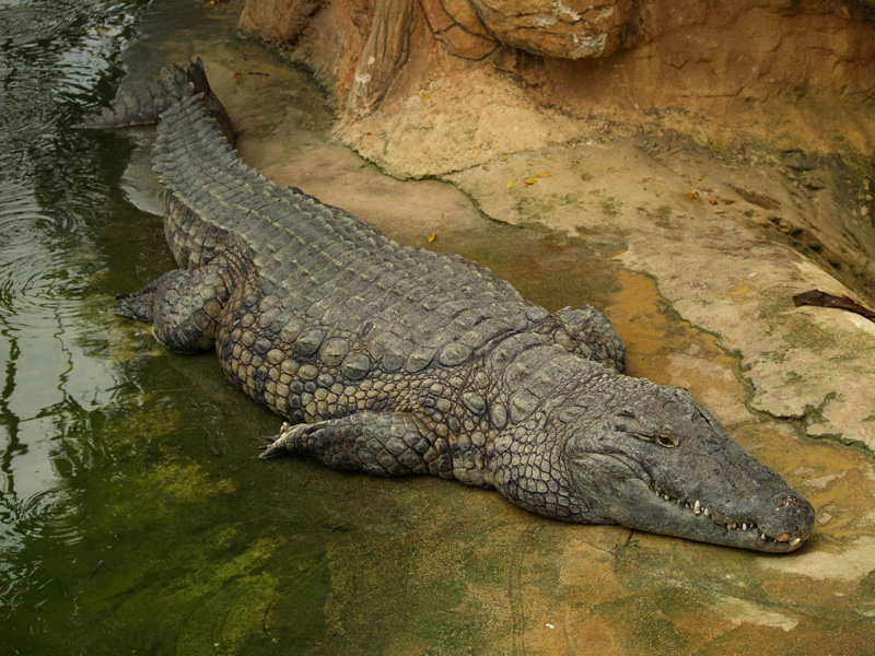 La ferme aux crocodiles - Big crocodile