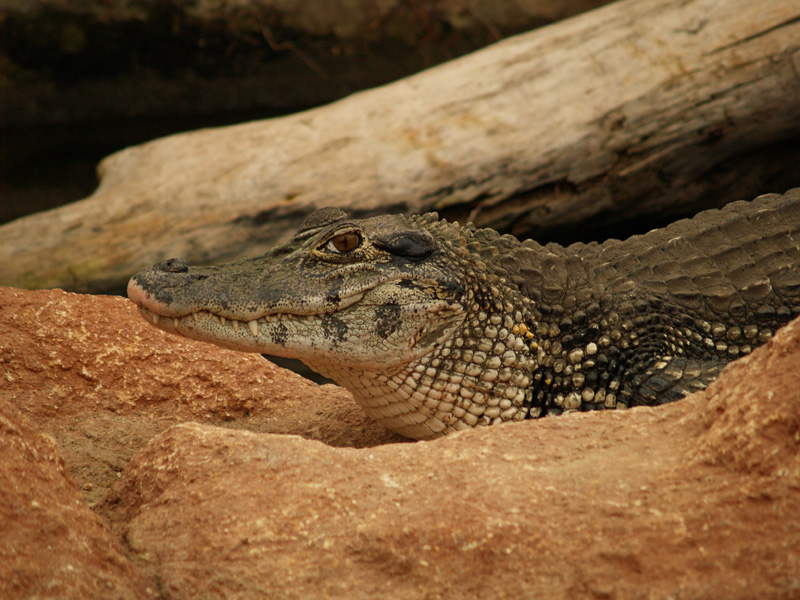 La ferme aux crocodiles - Black caiman