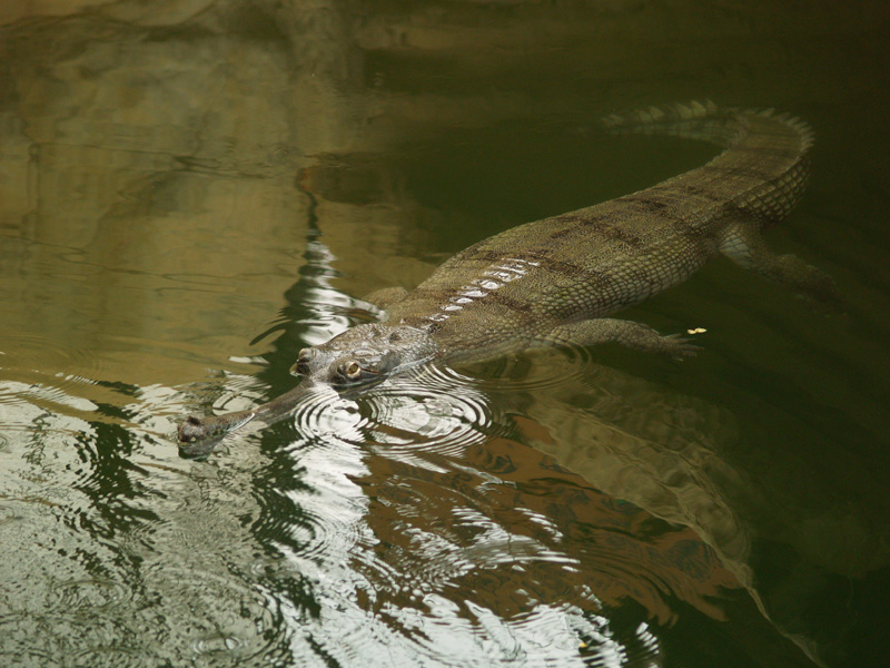 La ferme aux crocodiles - Gharial swimming