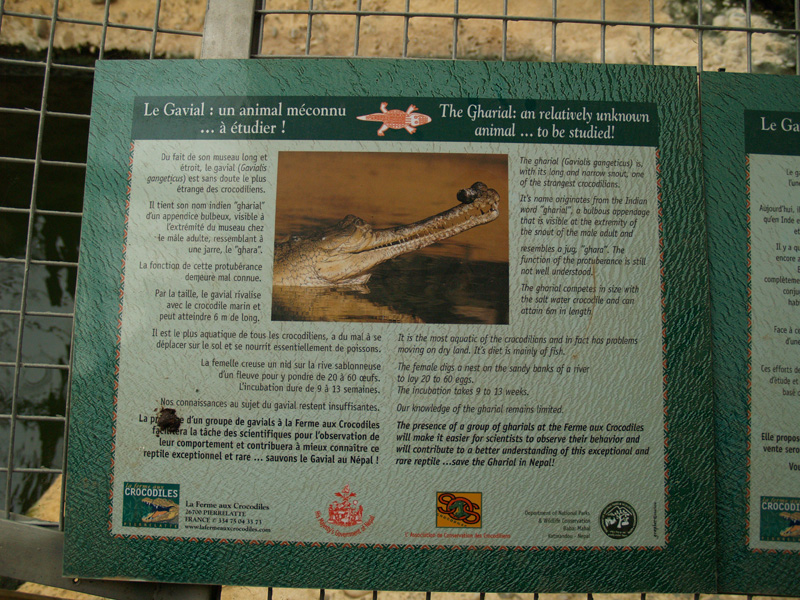 La ferme aux crocodiles - Gharial