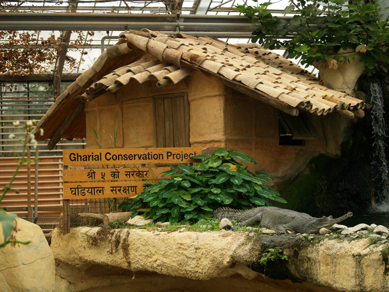 La ferme aux crocodiles - Gharial