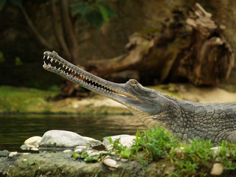 La ferme aux crocodiles - Gharial