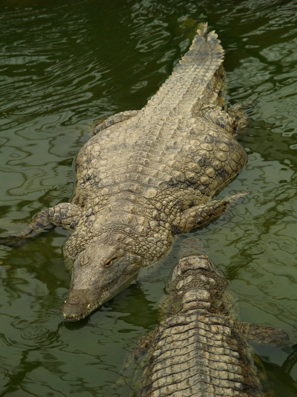 La ferme aux crocodiles - Nile crocodile