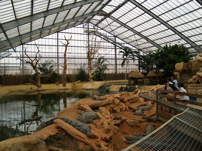 La ferme aux crocodiles - Nile crocodiles