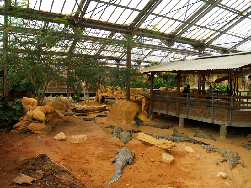 La ferme aux crocodiles - Nile crocodiles