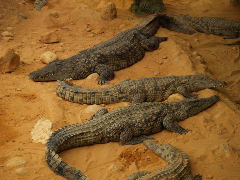 La ferme aux crocodiles - Nile crocodiles