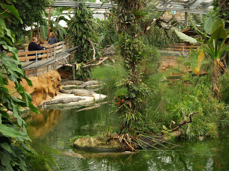 La ferme aux crocodiles - Nile crocodiles