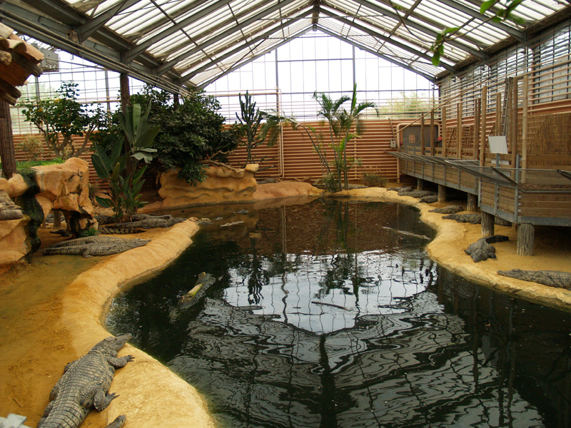 La ferme aux crocodiles - Nile crocodiles
