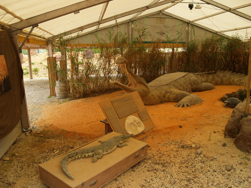 La ferme aux crocodiles - Sarcosuchus imperator
