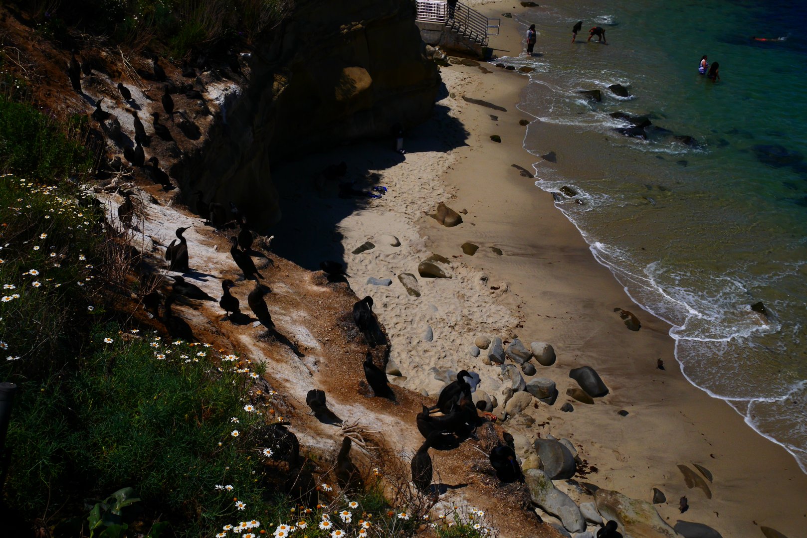 La Jolla Cove - My First US Zoo Trip