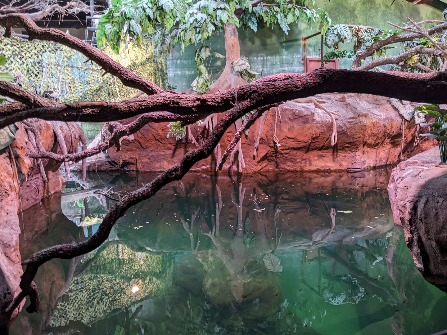 La Jungla Manatee Exhibit
