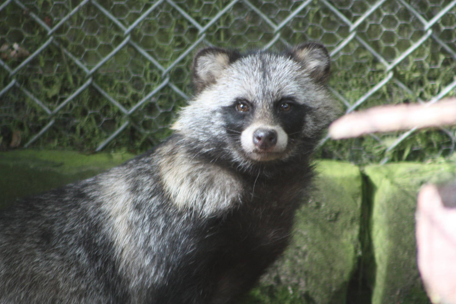 La, la, la, la, oo-ar, oo-ar, aargh; I am so very excited; 13th August 2014