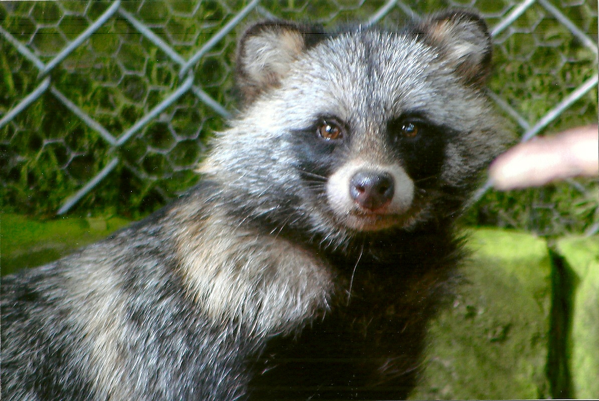 La, la, la, la, oo-ar, oo-ar, aargh; I am so very excited; 13th August 2014