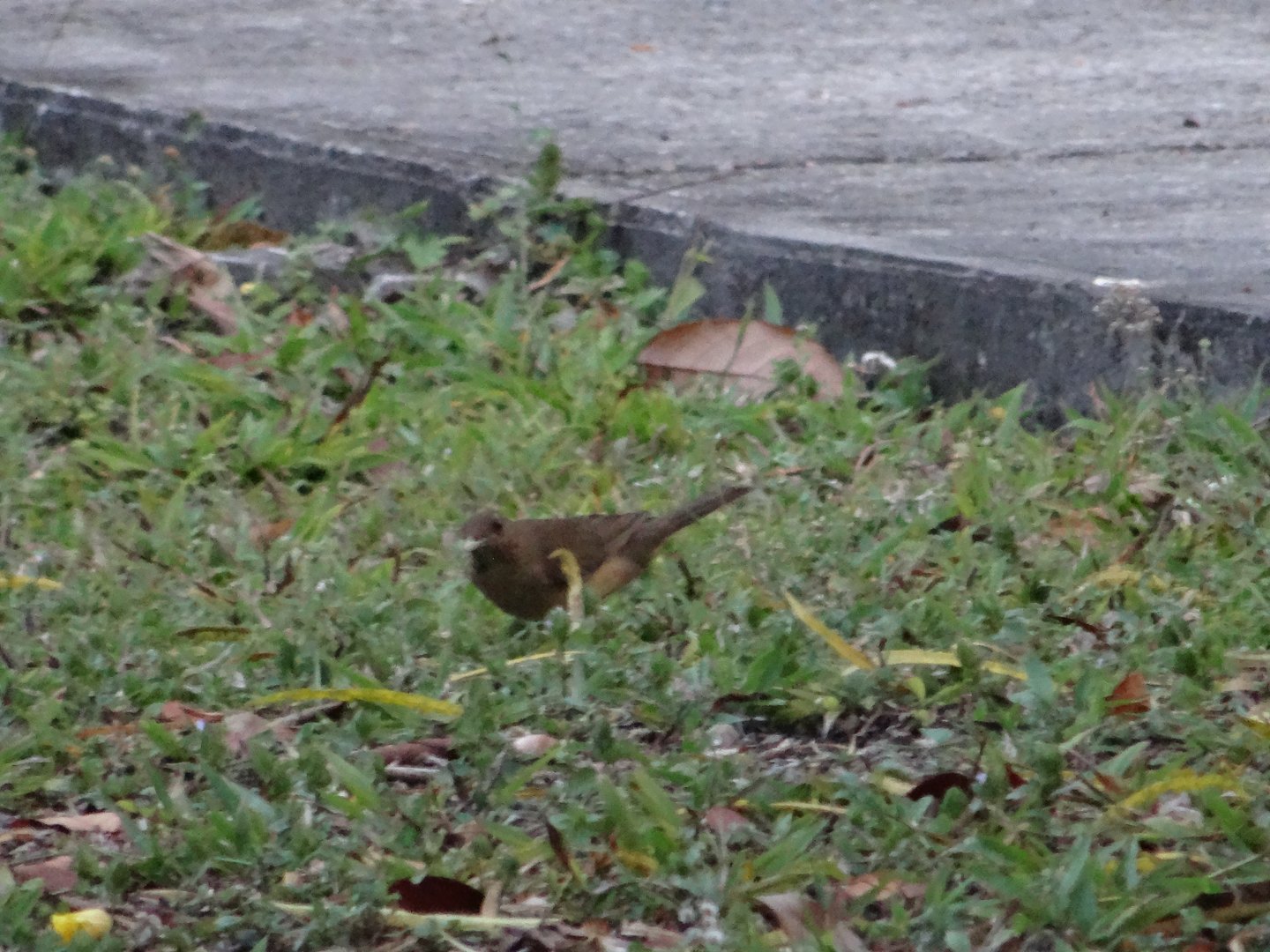 La Milpa- Clay-Colored Thrush