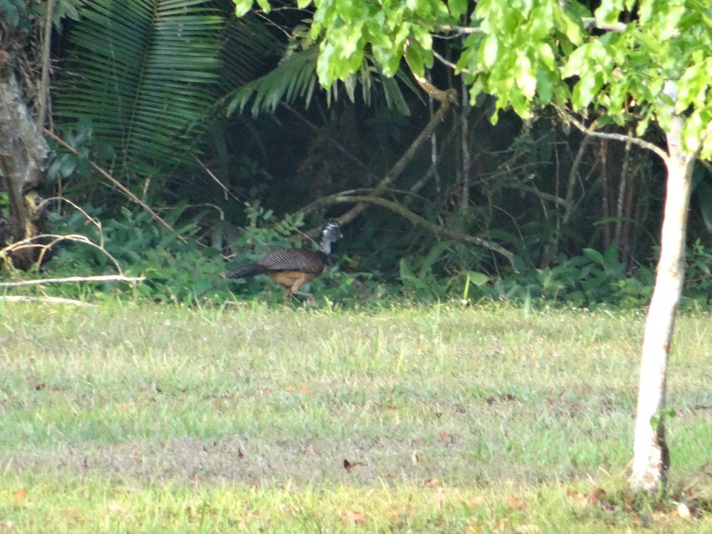 La Milpa- Great Curassow