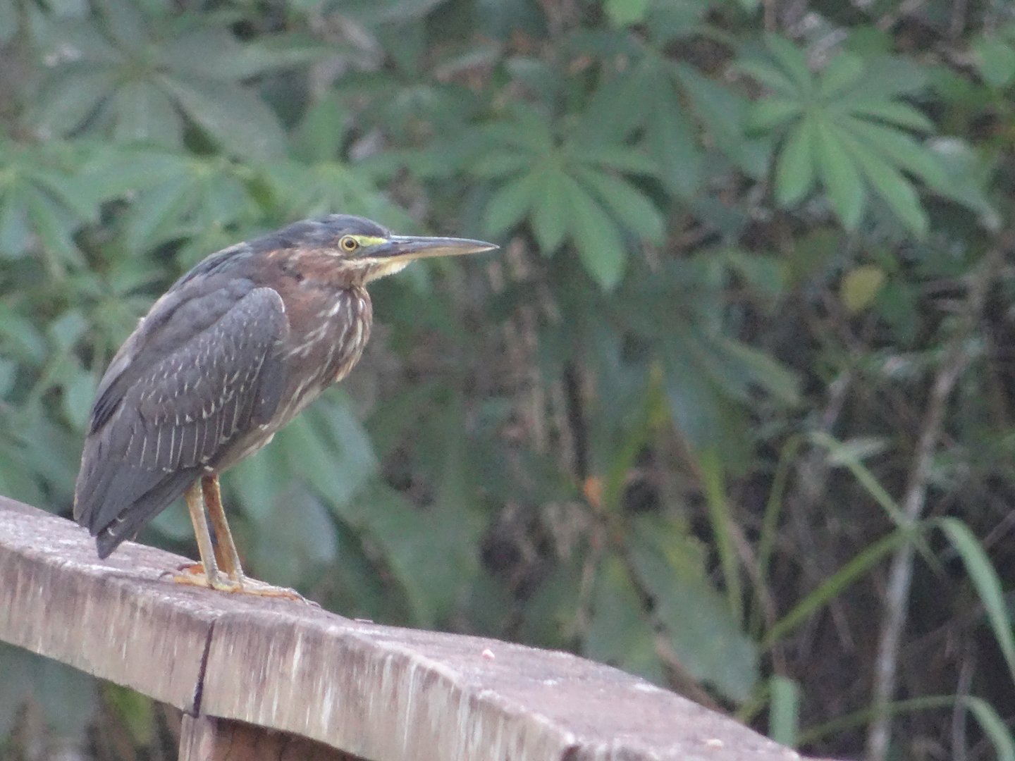 La Milpa- Green Heron