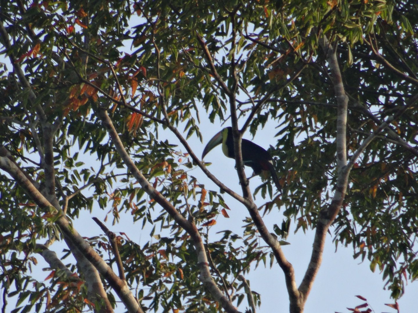 La Milpa- Keel-Billed Toucan