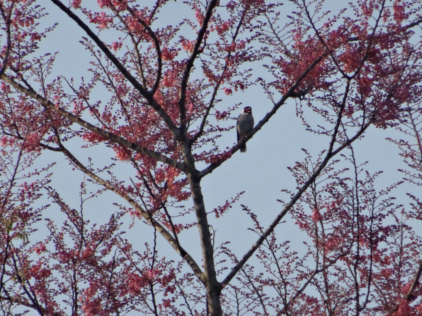 La Milpa- Masked Tityra