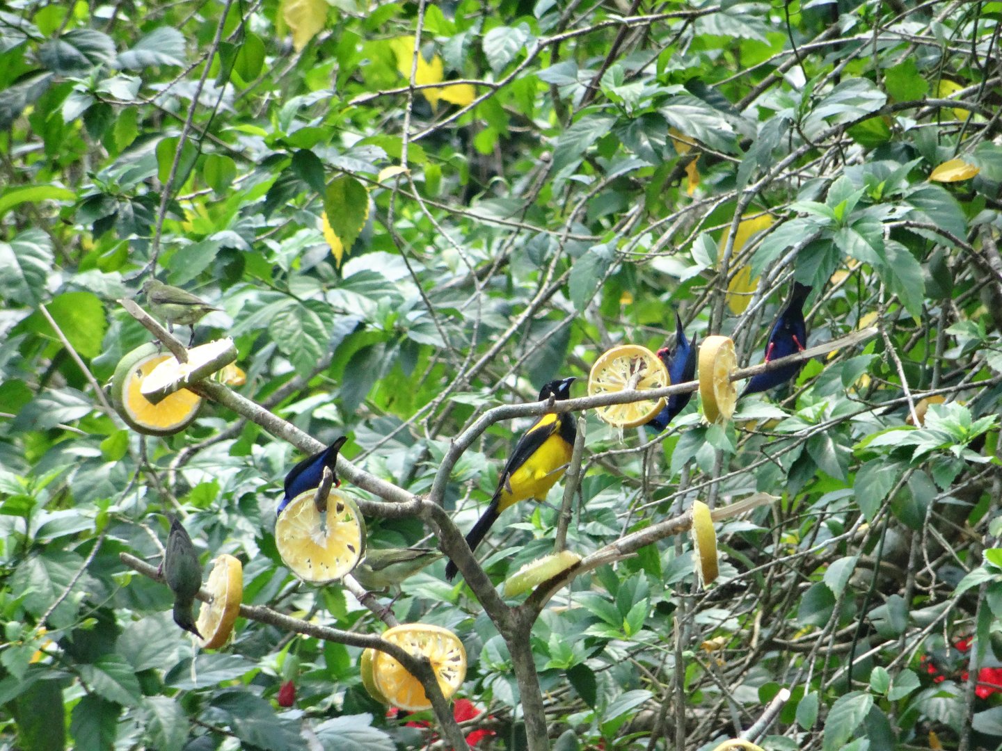 La Milpa- Multiple Species at the Feeders