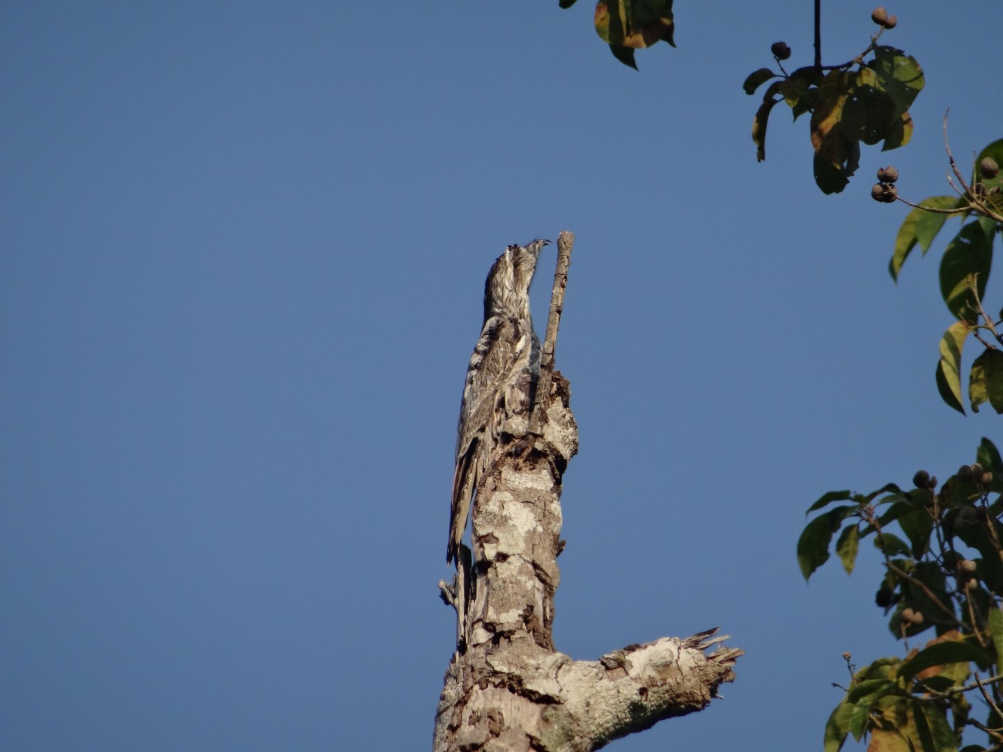La Milpa- Northern Potoo