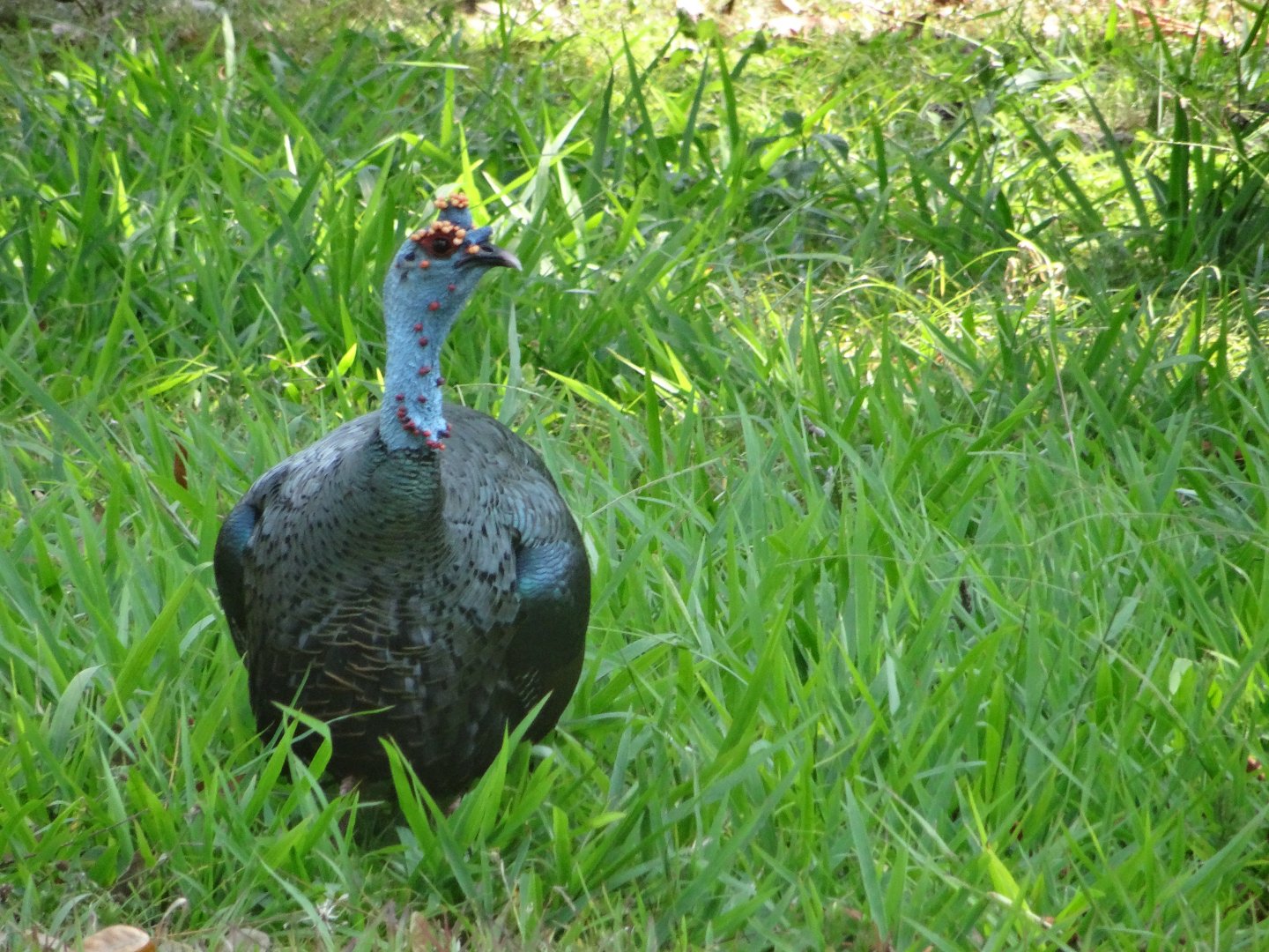 La Milpa- Ocellated Turkey