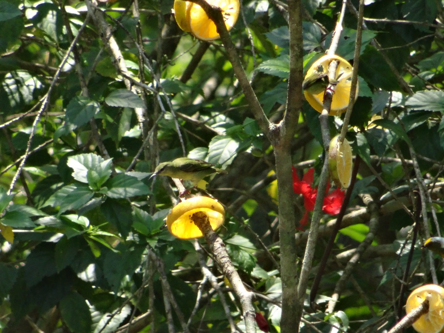 La Milpa- Olive-Backed Euphonia