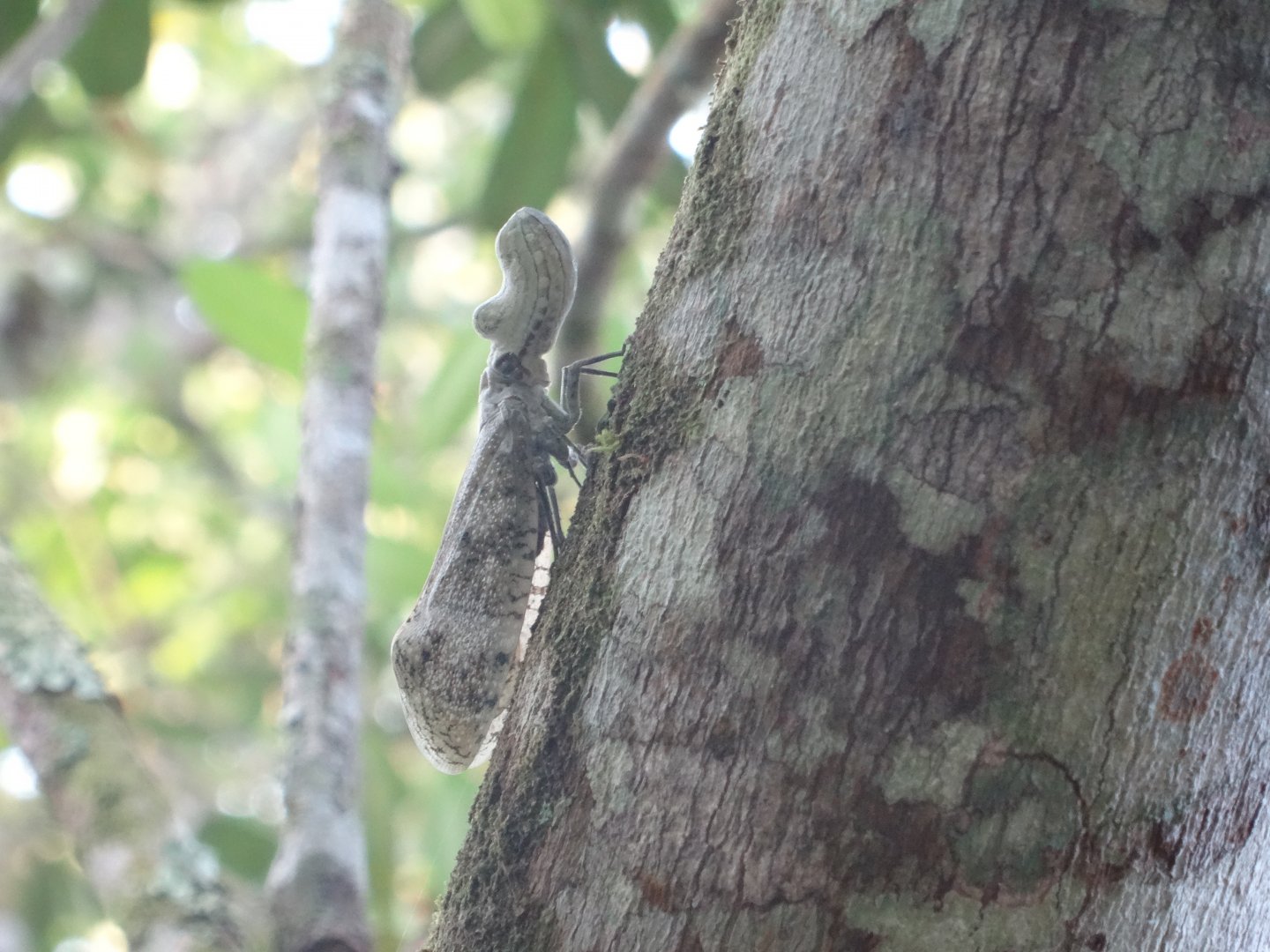 La Milpa- Peanut-Headed Bug