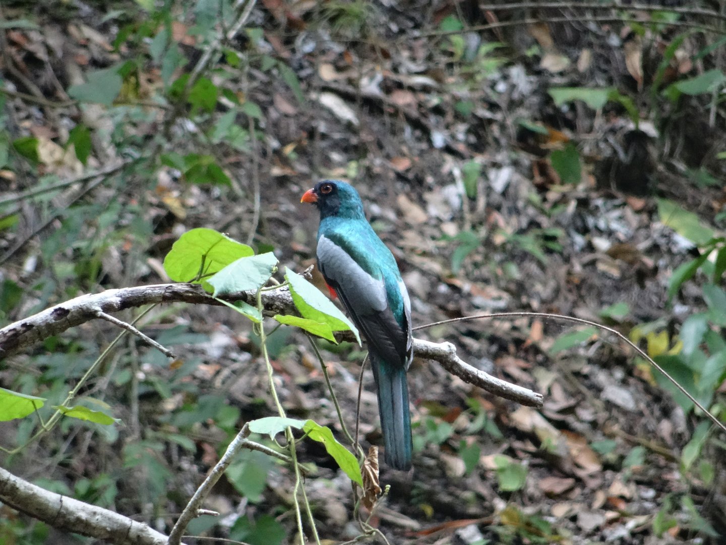 La Milpa- Slaty-Tailed Trogon