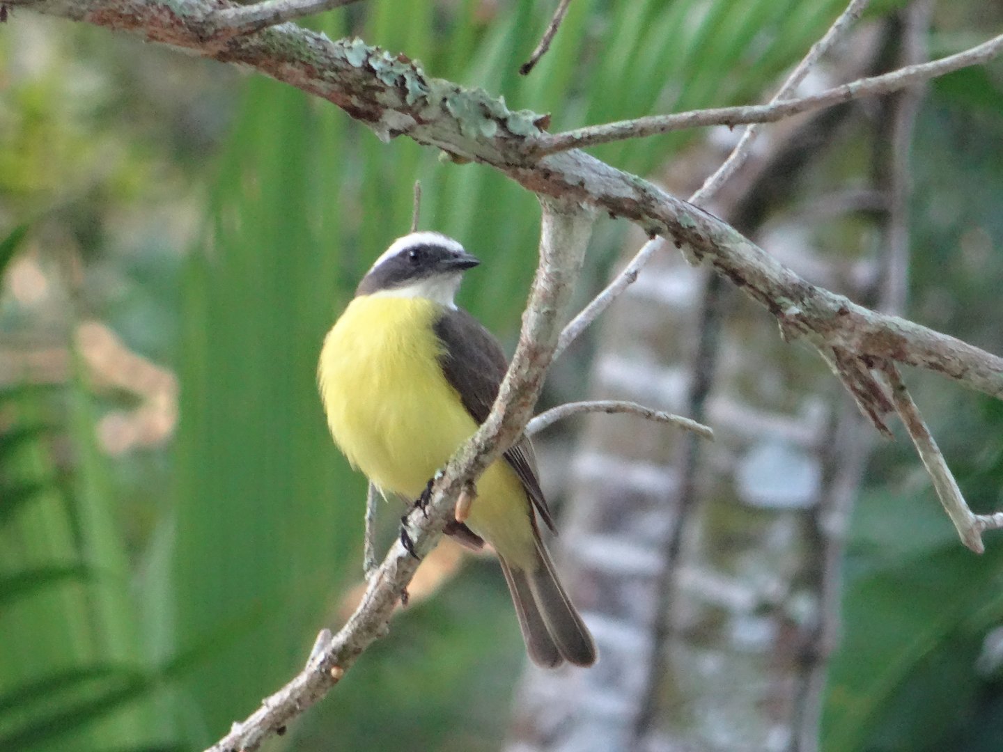 La Milpa- Social Flycatcher