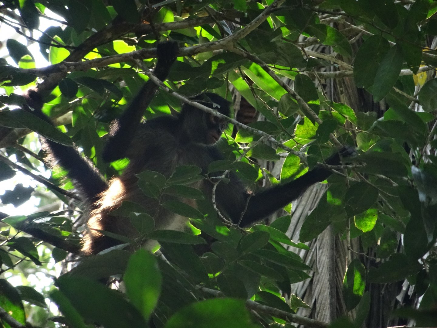 La Milpa- Spider Monkey