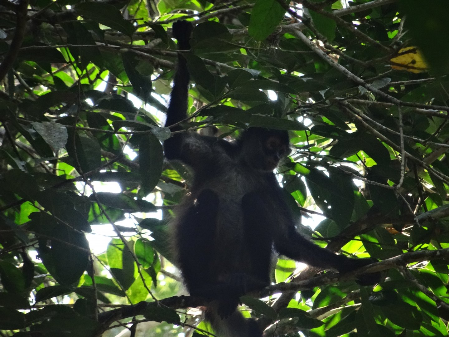 La Milpa- Spider Monkey