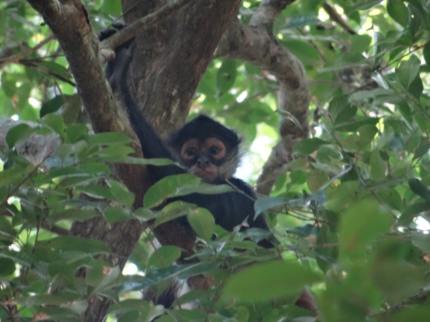 La Milpa- Spider Monkey