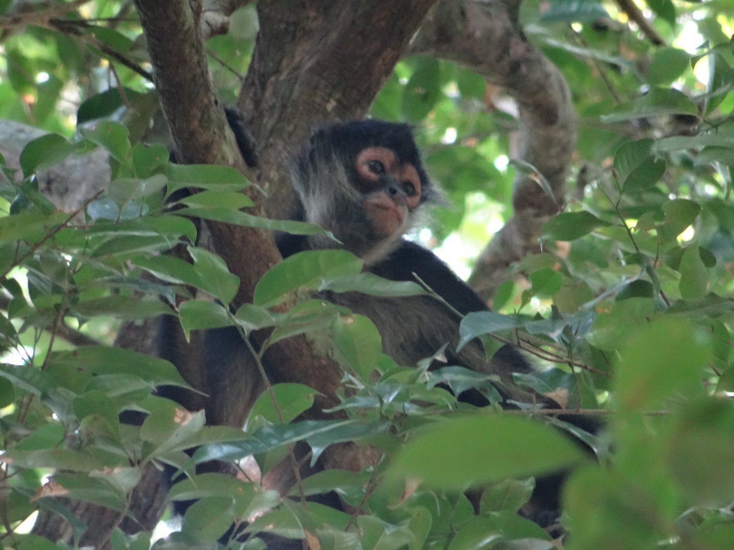 La Milpa- Spider Monkey