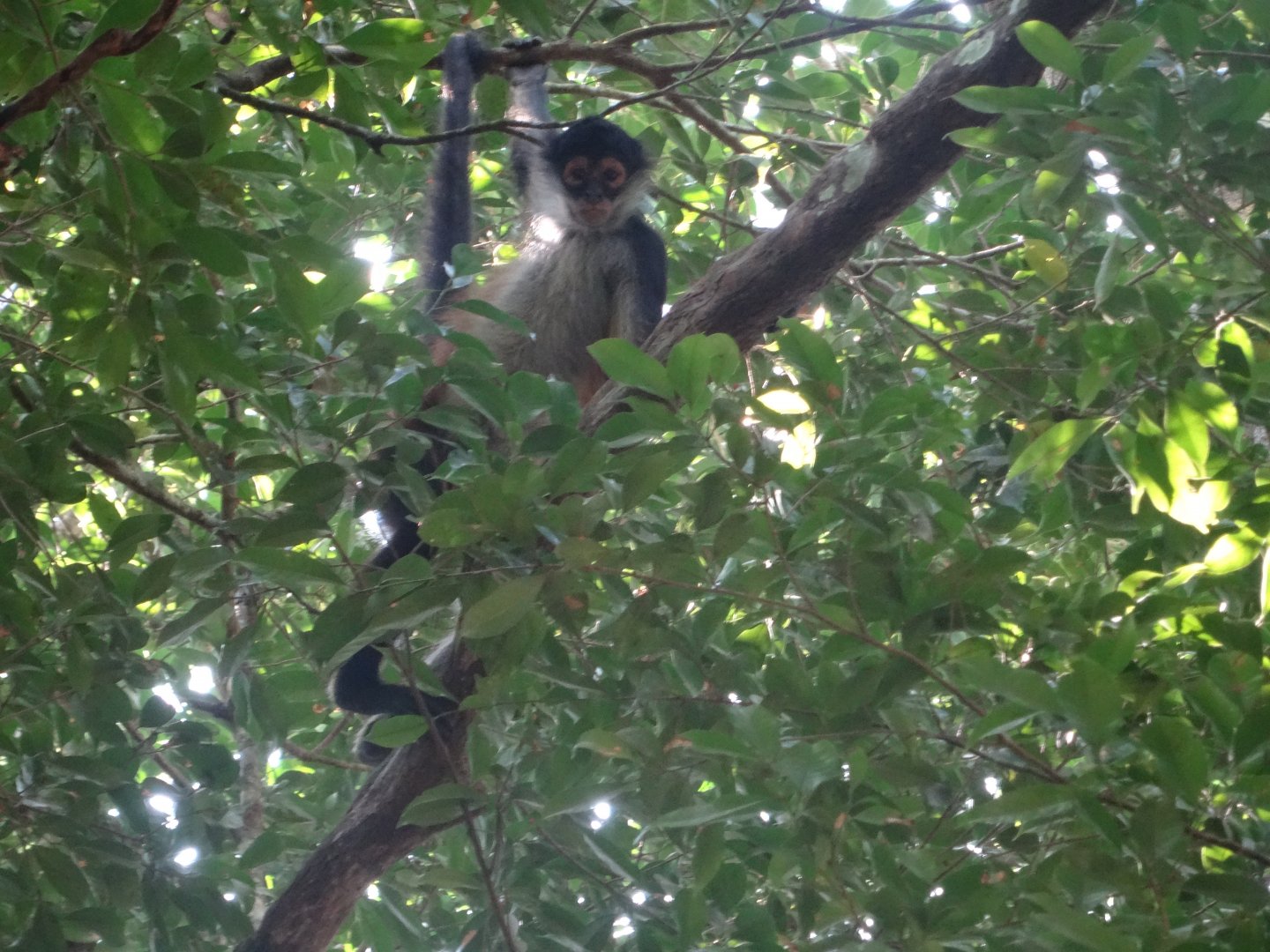 La Milpa- Spider Monkey