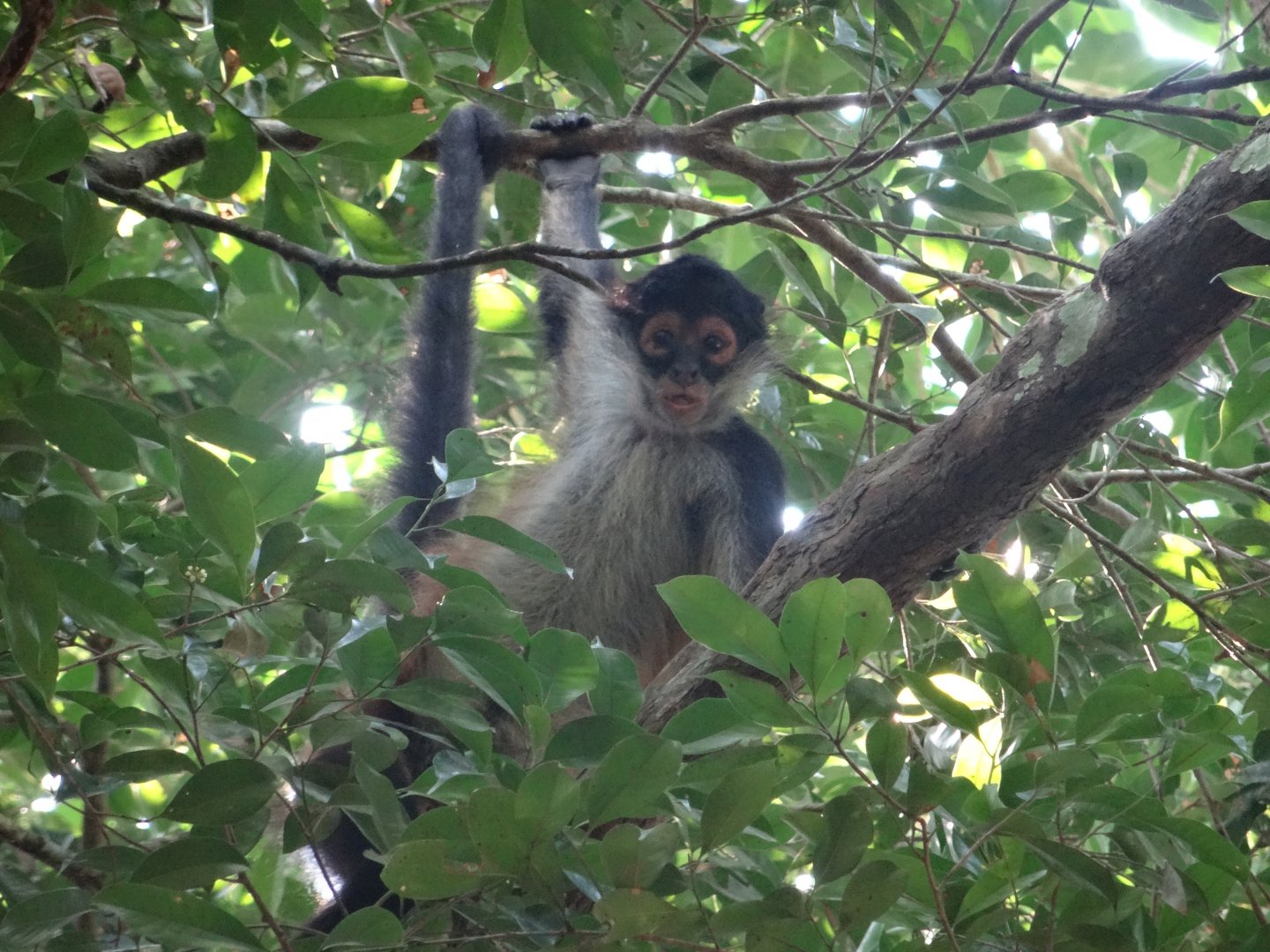 La Milpa- Spider Monkey