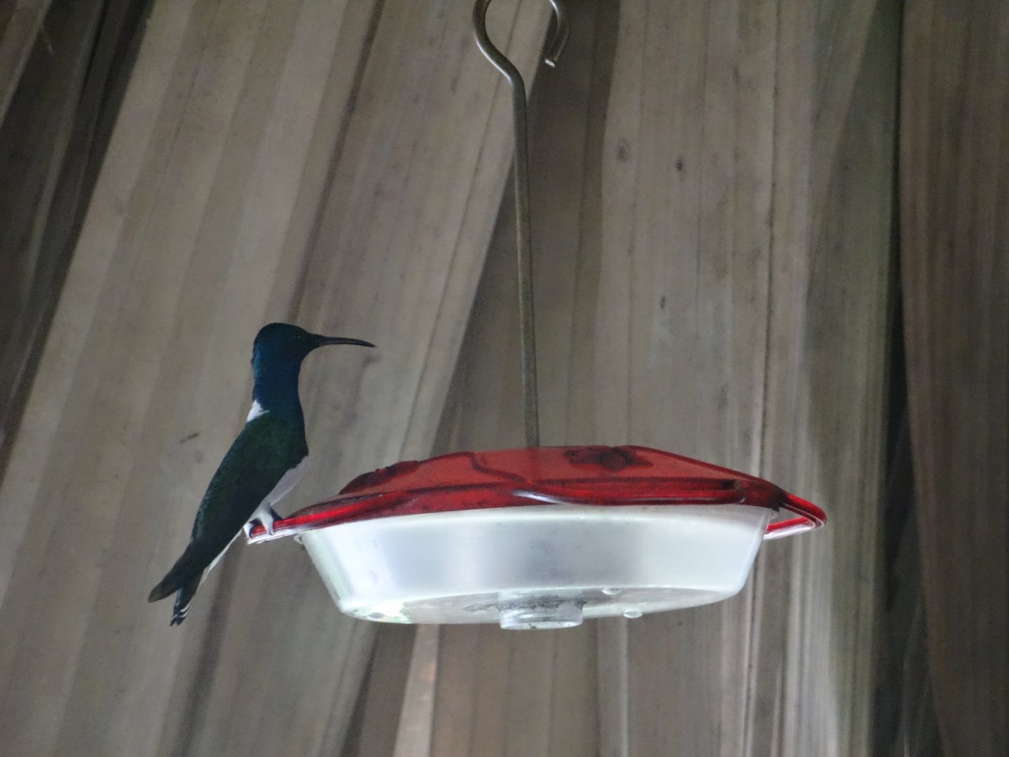 La Milpa- White-Necked Jacobin