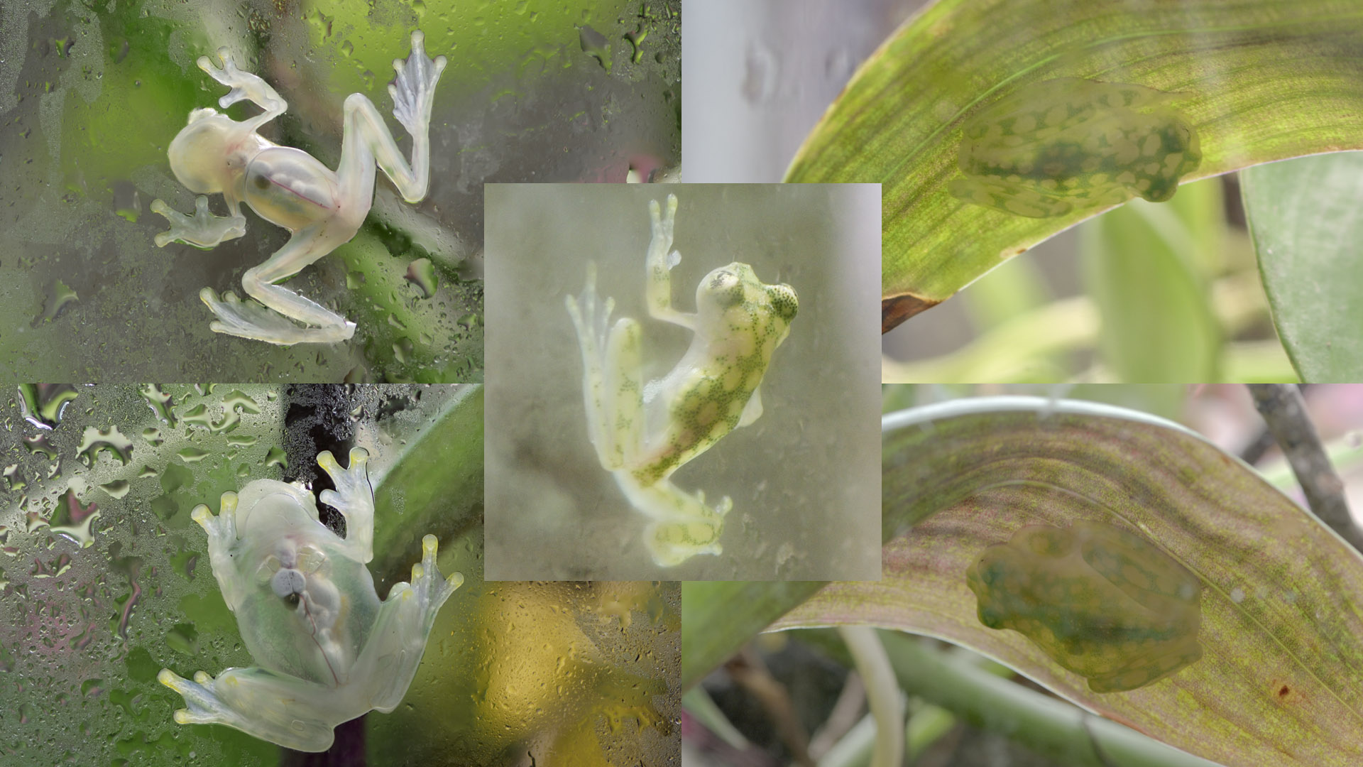 La Palma glass frog composite