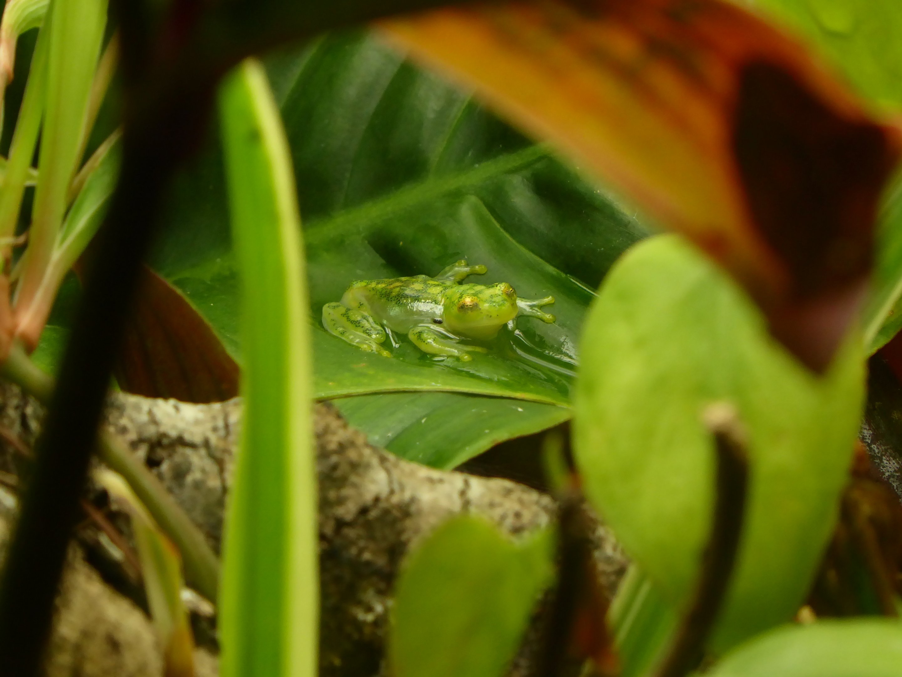 La Palma Glass Frog (Hyalinobatrachium valerioi) at Paignton Zoo - 17 October 2021