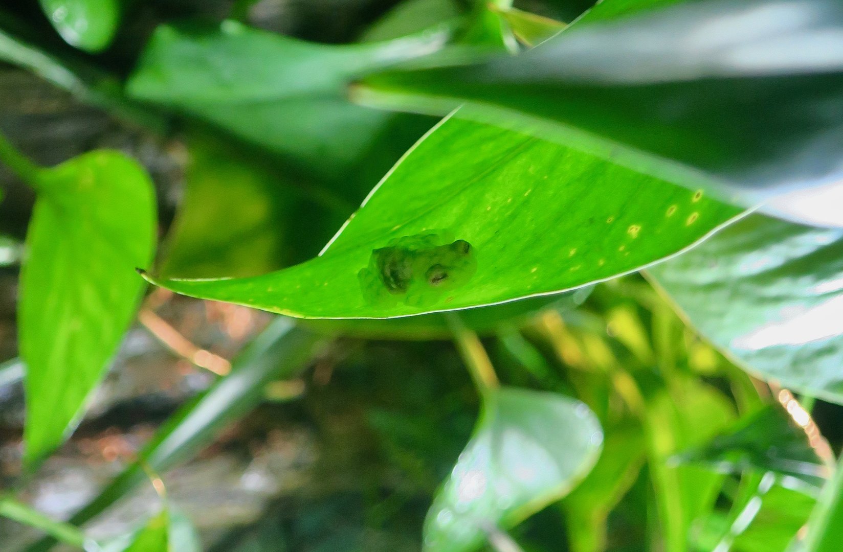 La Palma Glass Frog (Hyalinobatrachium valerioi)