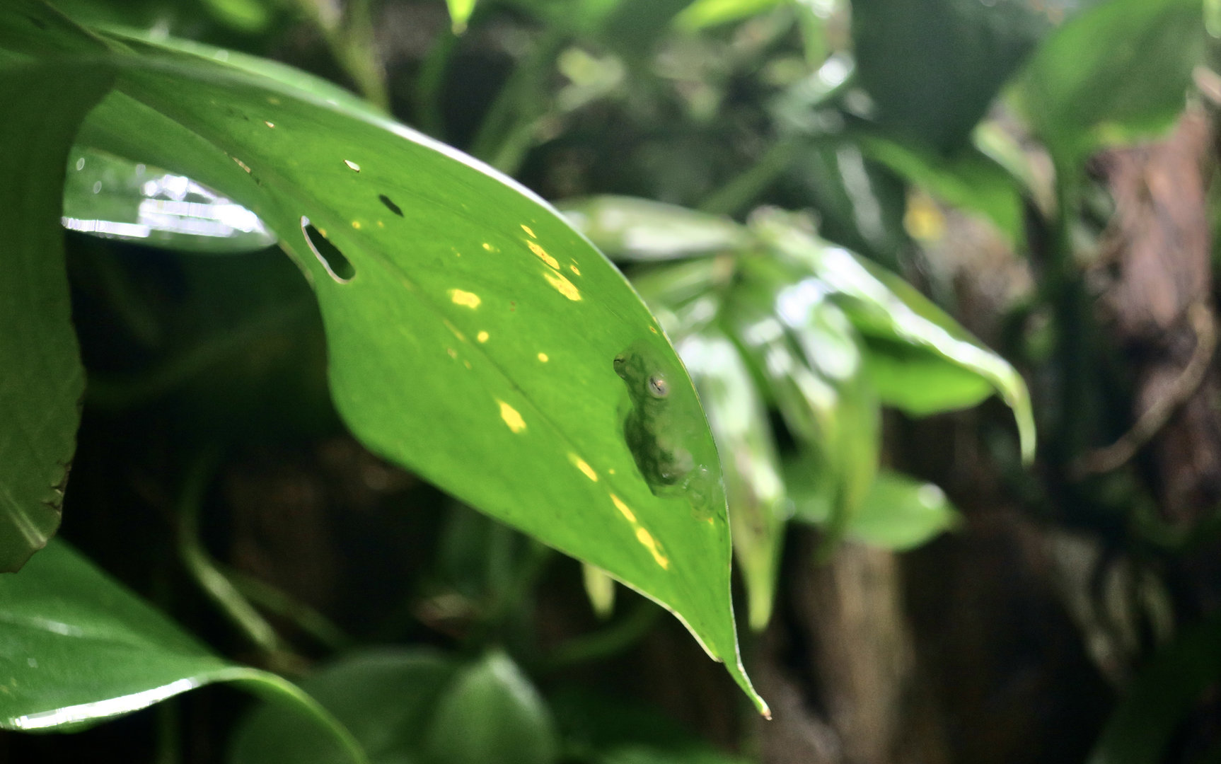 La Palma Glass Frog (Hyalinobatrachium valerioi)