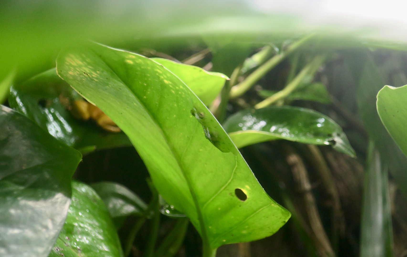 La Palma Glass Frog (Hyalinobatrachium valerioi)