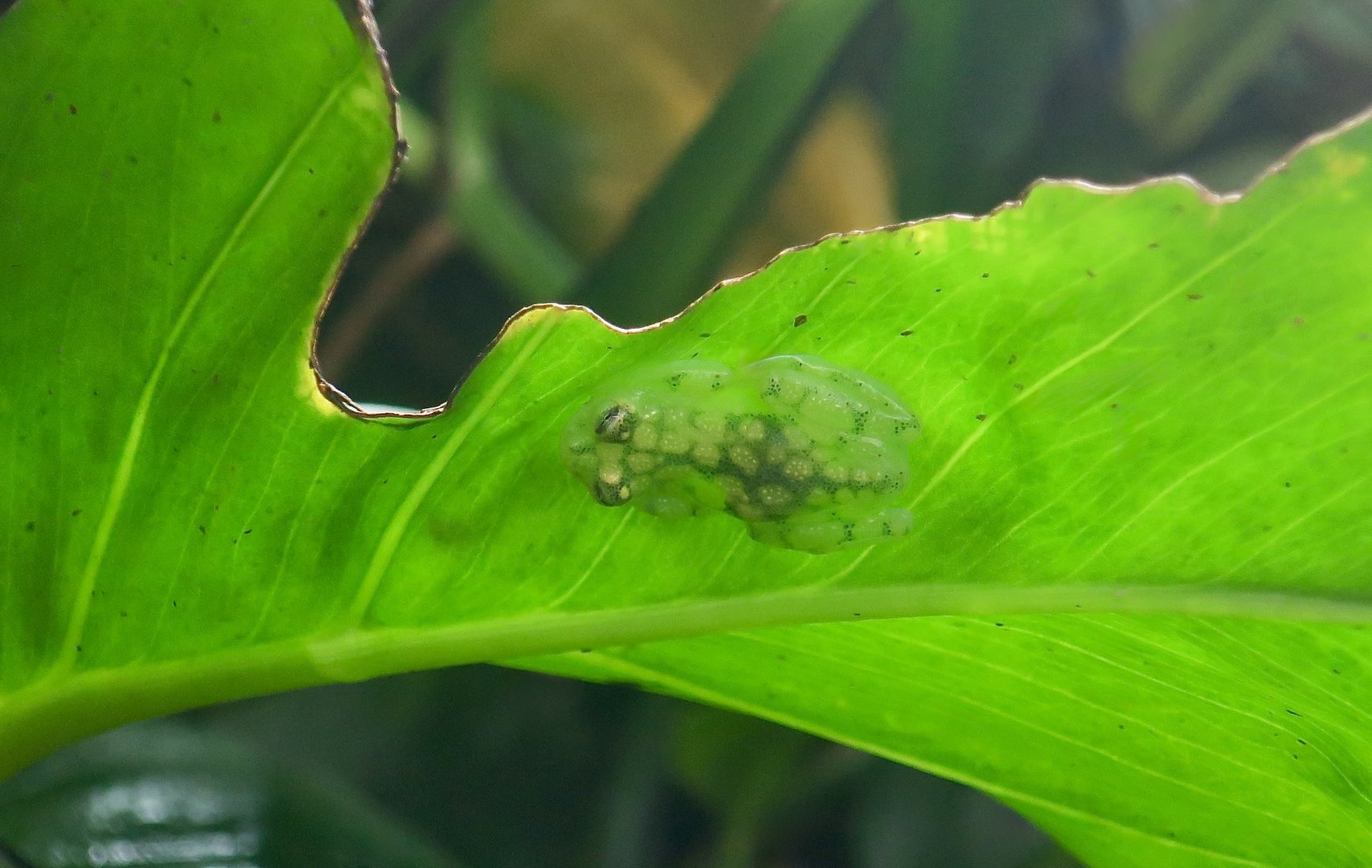 La Palma Glass Frog (Hyalinobatrachium valerioi)