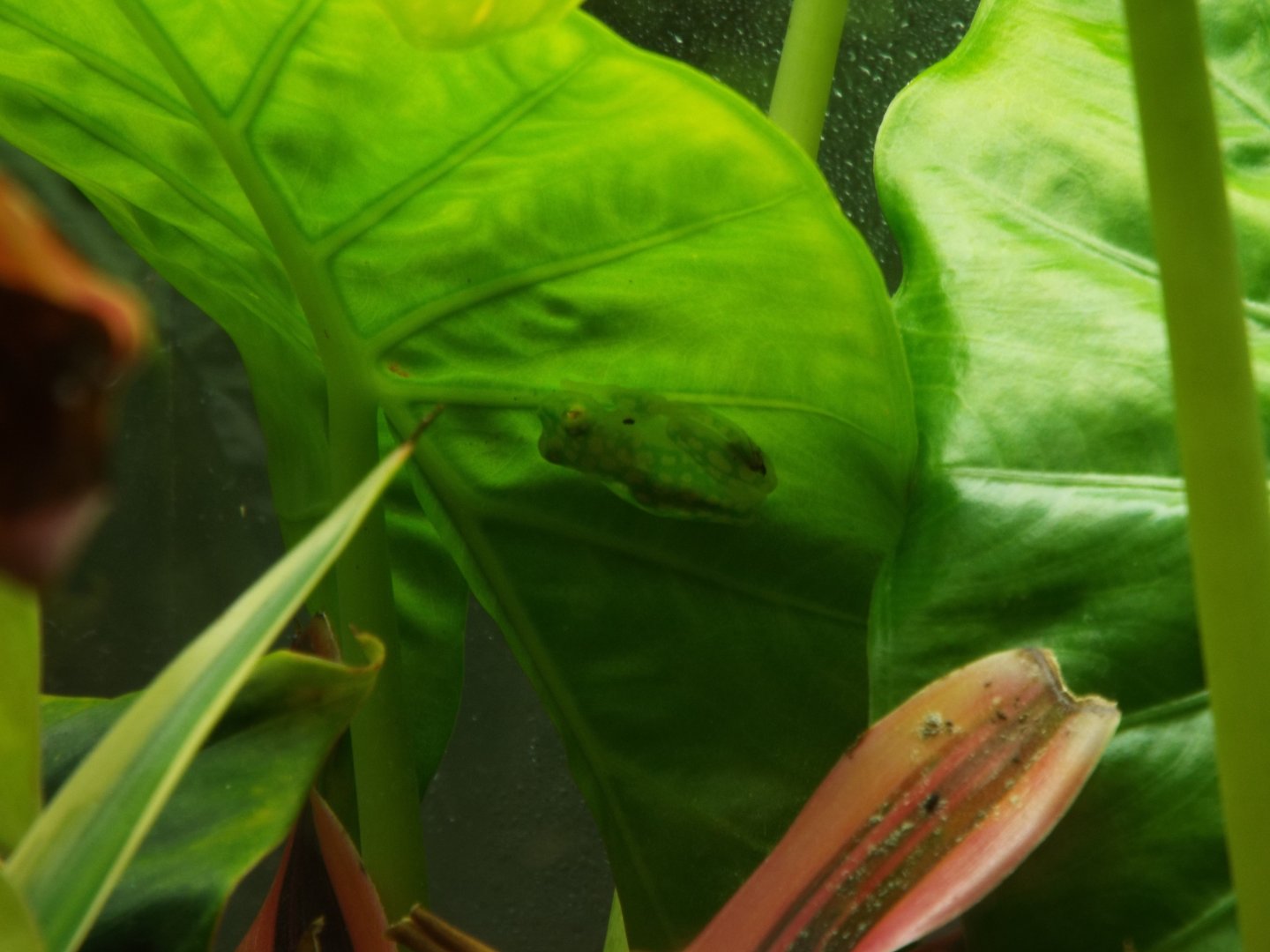 La Palma Glass Frog, Paignton Zoo