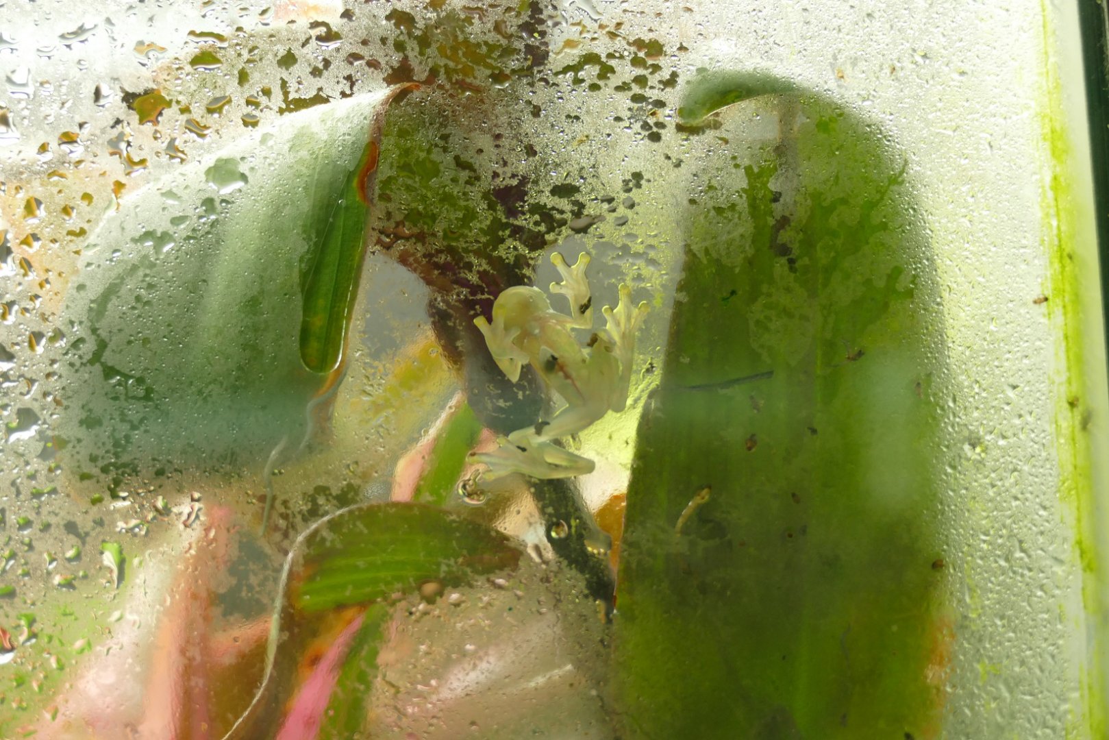 La Palma glass frog, September 2021