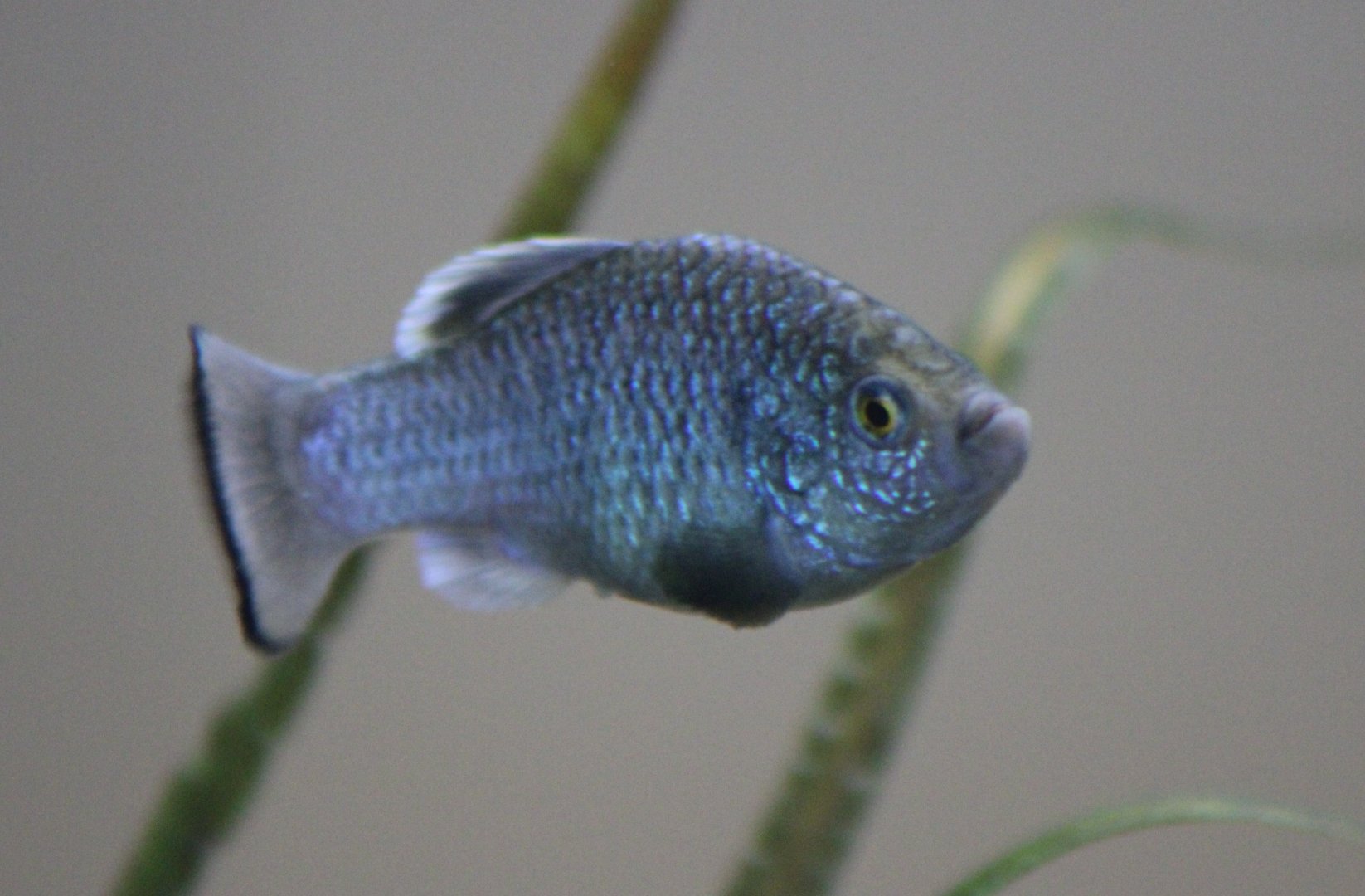 La Palma pupfish - Cyprinodon longidorsalis