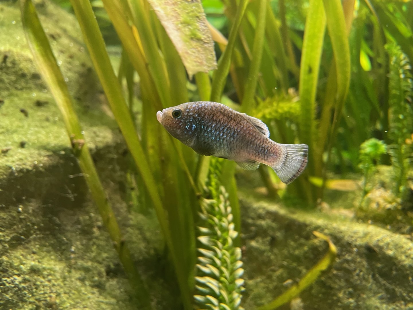 La Palma Pupfish, Cyprinodon longidorsalis