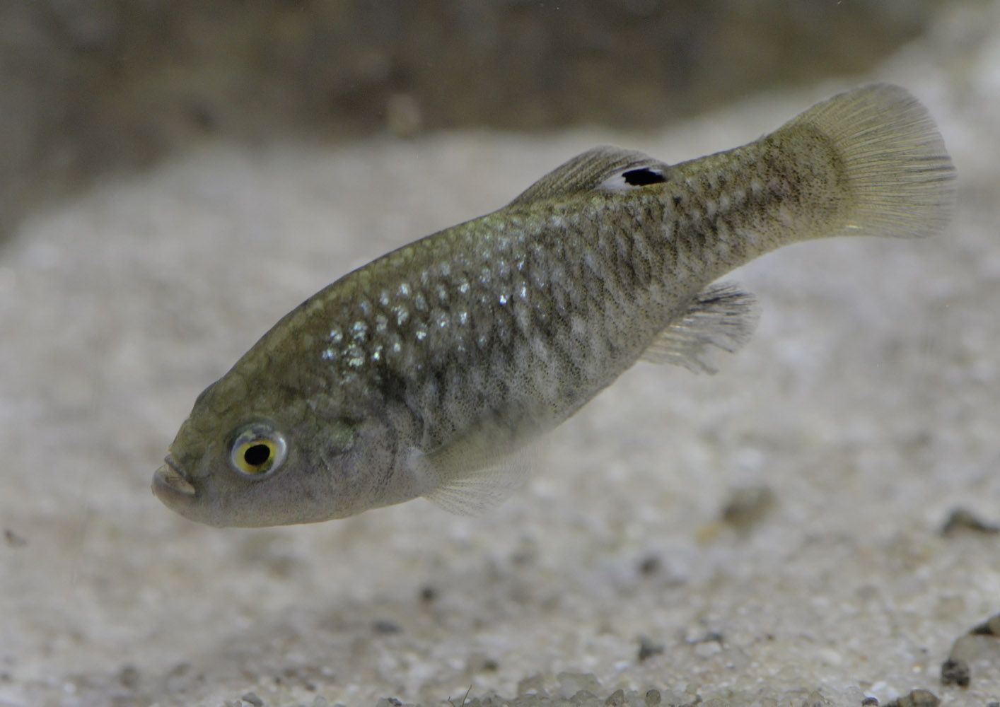 La Palma pupfish female