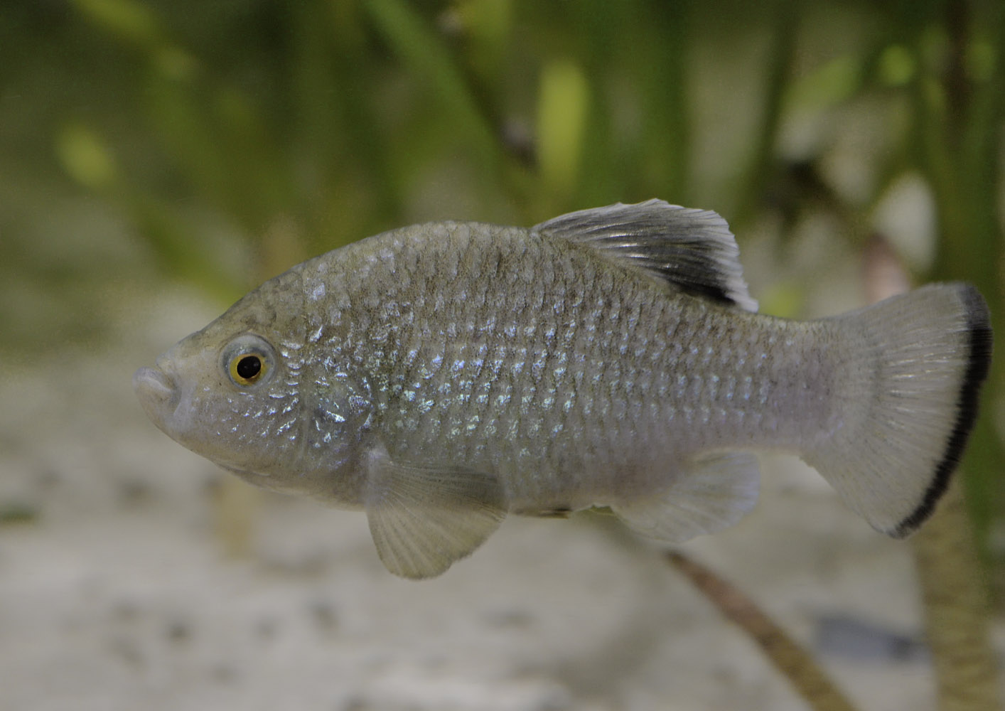 La Palma pupfish male