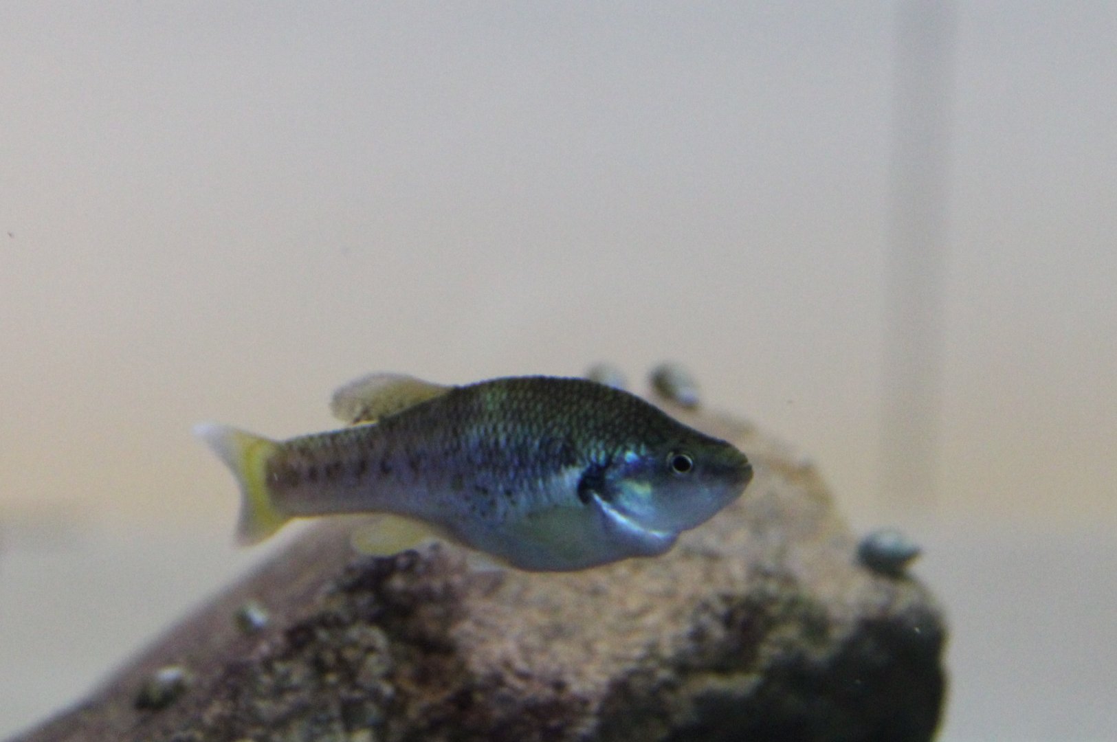 La Palma pupfish